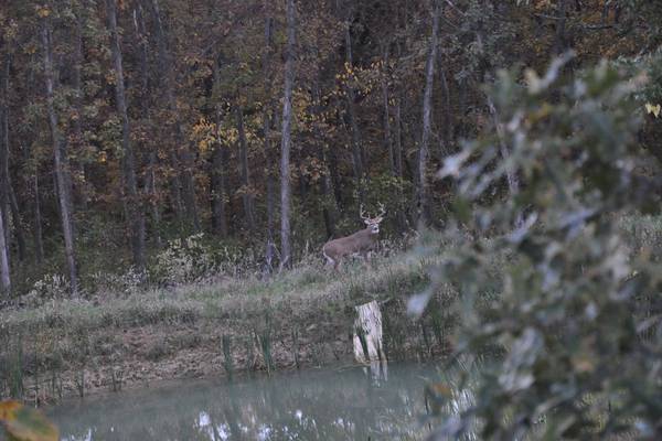 Controlling the deer population