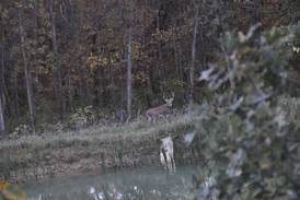 Controlling the deer population