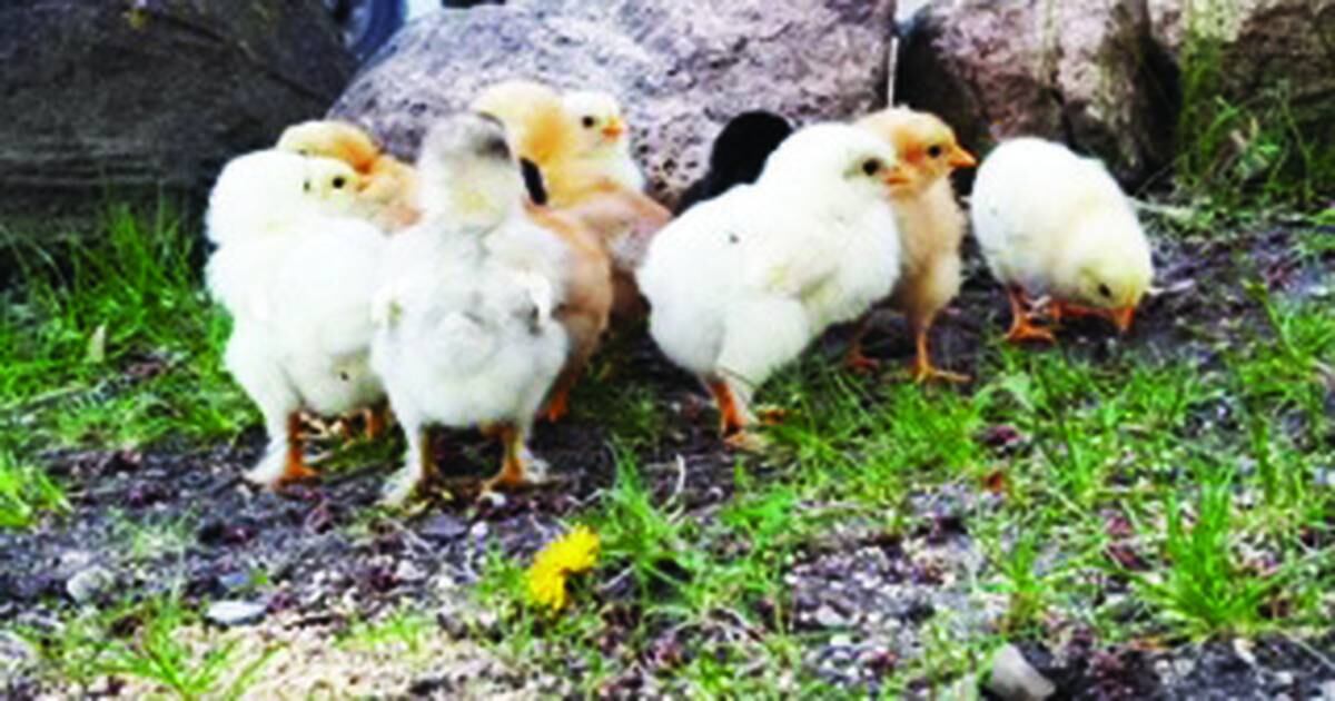 A chance for urban chickens OsceolaSentinel Tribune