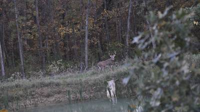 Controlling the deer population